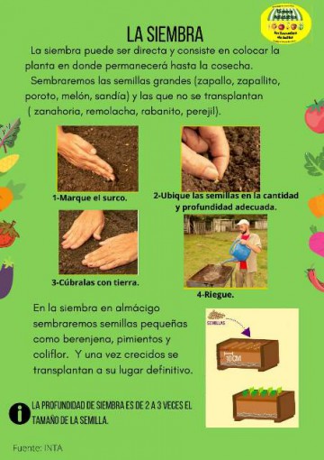 SIEMBRA-DIRECTA.jpg