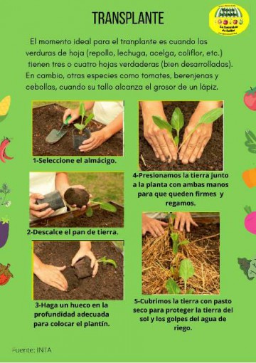 TRANSPLANTE-DE-CULTIVOS.jpg